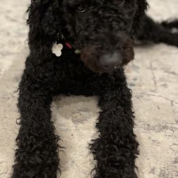 Assorted Doodle Crosses from Woodside Labradoodles