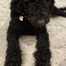 Assorted Doodle Crosses from Woodside Labradoodles