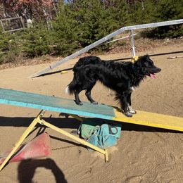 Graphixx - Border Collie puppy from Sagehill Agility
