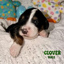 Clover - Tri-color male Bernedoodle puppy in Beecher, Illinois from Erica’s Doodles