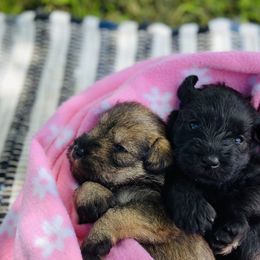 Miniature Schnauzer Puppies from Shannon Truelove