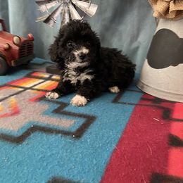Poodle and Toy Australian Shepherd Puppies from 2B Aussies