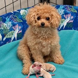 Dolly - Poodle