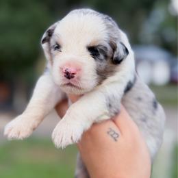 Skye AKC - Blue merle female Australian Shepherd puppy in Polk City, Florida from Skaky Shepherds