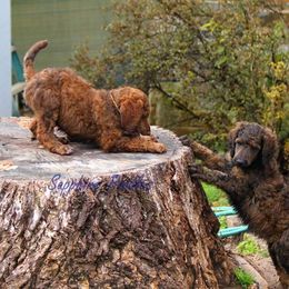 Poodle Puppies from Sapphire Poodles