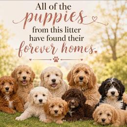Penny - Apricot female Goldendoodle puppy in Swartz Creek, Michigan from Michigan Doodles