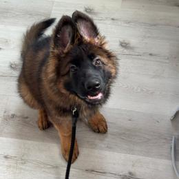 German Shepherd All Grown Up from Mächtiger Barkerheim German Shepherds