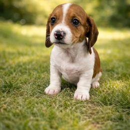 Ivy - Piebald female Dachshund puppy in Anaconda, Montana from Williams Family Dachshunds