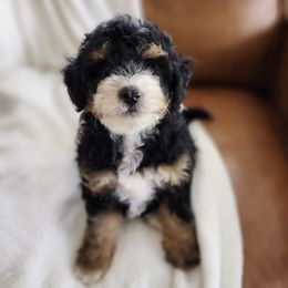 Bernedoodles and Sheepadoodles from Salt & Snow Pups