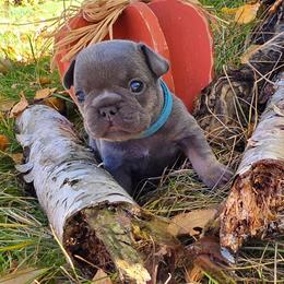Autumn - Blue fawn female French Bulldog puppy in Columbia Falls, Montana from Glacier French Bulldogs of Montana
