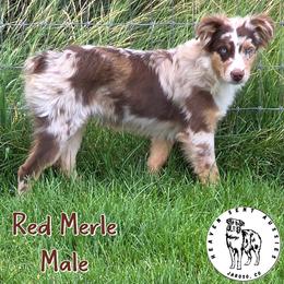 Toby - Red merle male Miniature Australian Shepherd puppy in Jaroso, Colorado from Heaven Sent Aussies