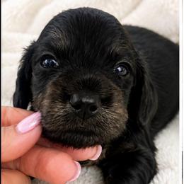 Black girl - Black female Dachshund puppy in Mineral Wells, Texas from Chilidog Dachshunds