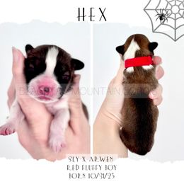 Hex - Red male Pembroke Welsh Corgi puppy in Santaquin, Utah from Blacktail Mountain Corgis