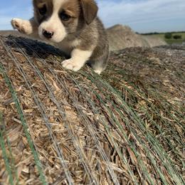 Bugs - Sable male Pembroke Welsh Corgi puppy in Godley, Texas from Bradley Kennels