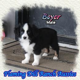 Boyer - Black tri male Toy Australian Shepherd puppy in Forestburg, Texas from Flaming Dill Ranch Aussies