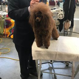 Maple - Poodle