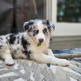 Border Collie and Miniature Australian Shepherd Puppies from Ross Vegas Kennels