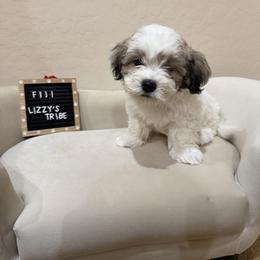 Fiji - White male Coton de Tulear puppy in Surprise, Arizona from Lizzy’s Tribe