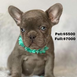 French Bulldog Puppies from Moon Mountain Frenchies