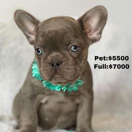 French Bulldog Puppies from Moon Mountain Frenchies
