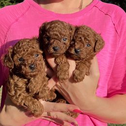 Poodle puppies from Toy Poodles by Iryna
