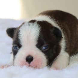 Maple - Black brindle and white female Boston Terrier puppy in Winnsboro, Texas from JP Ranch Bulldogs