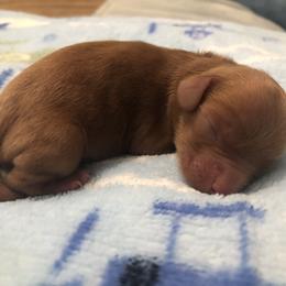 Maltipoo puppies from North Texas Puppies