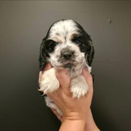 Red Collar - Black white and tan male Cocker Spaniel puppy in Stanford, Kentucky from Eagle Cliff Kennel