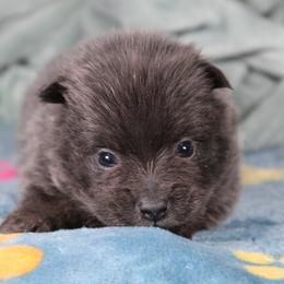 AKC Coal - Blue and tan male Pomeranian puppy in Albany, Indiana from Hatz Off Puppies