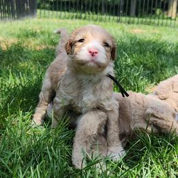 Orlando - black colar - Gold male Labradoodle puppy in Fostoria, Michigan from North Country Kennel Club