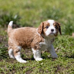 Rocky (Adam) - Blenheim Cavalier King Charles Spaniel puppy in Chico, California from Valley Cavaliers