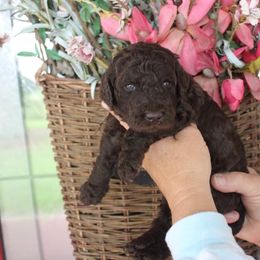 Goldendoodle and Poodle Puppies from Breedadoodle