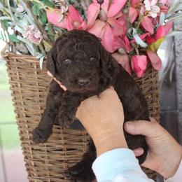 Goldendoodle and Poodle Puppies from Breedadoodle