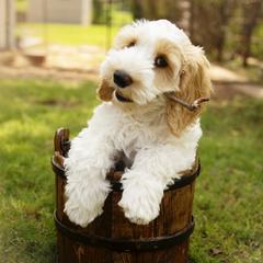 Australian Cobberdog Puppies from Livlander Australian Cobberdogs