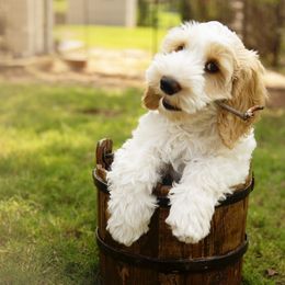 Australian Cobberdog Puppies from Livlander Australian Cobberdogs