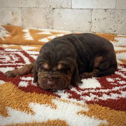 Cash - Liver and tan male Bloodhound puppy in Marvell, Arkansas from Hat Creek Kennel