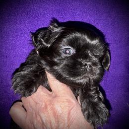 CC - Black male Shih Tzu puppy in North Central Oregon, Oregon from T-Amore Shih Tzu
