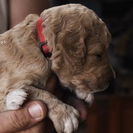 Goldendoodle Puppies from Wildflower Doodles