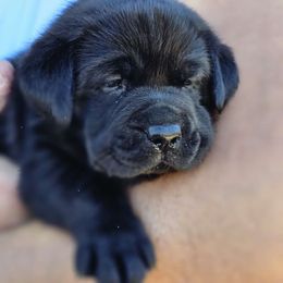 Brucey - Labrador Retriever puppy from Walnut Creek English Labs
