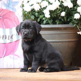 Labrador Retriever Puppies from Pure Joy Labradors