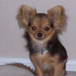 Chihuahuas from Puppy Love