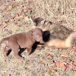 Yellow - Brown female Chesapeake Bay Retriever puppy in Michigan from Blackwood Chesapeakes