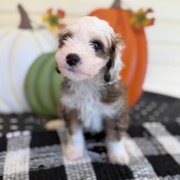 Isle - Sable female Bernedoodle puppy in Russellville, Arkansas from Crossgate Doodles