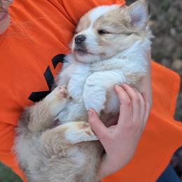 Cookie Dough - Blue female Pembroke Welsh Corgi puppy in Cape Fair, Missouri from Flat Creek Corgis