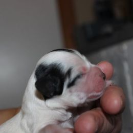 Luca - Black and white male Cavapoo puppy in Arkansas from Brew House