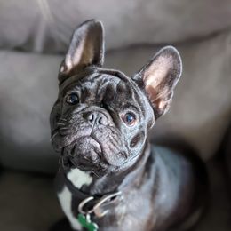 cornel - French Bulldog