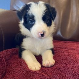 Border Collie Puppies from Fluffy Nugget Farm