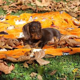 Lil Bit - Chocolate and tan female Dachshund puppy in Onalaska, Washington from Divine Teckel Tails