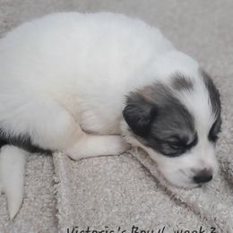Boy 4 - White and badger male Great Pyrenees puppy in Nicholson, Georgia from Pony Trail Farm