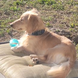 Riley - Dachshund